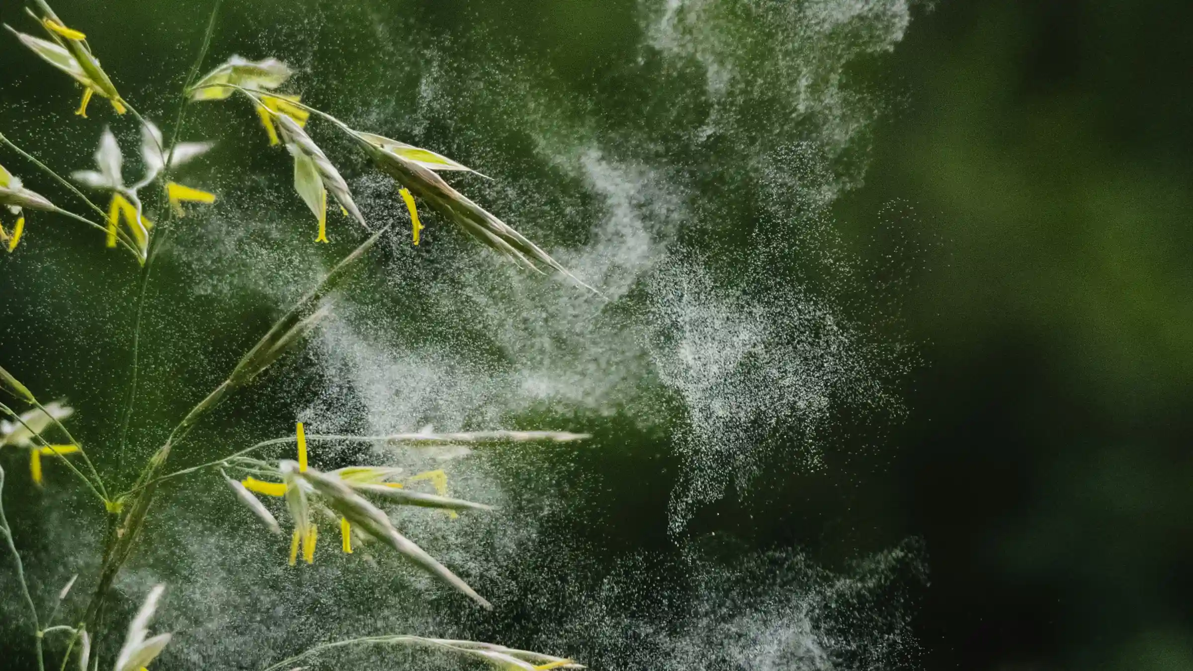 Jetzt Pollenfilter wechseln!